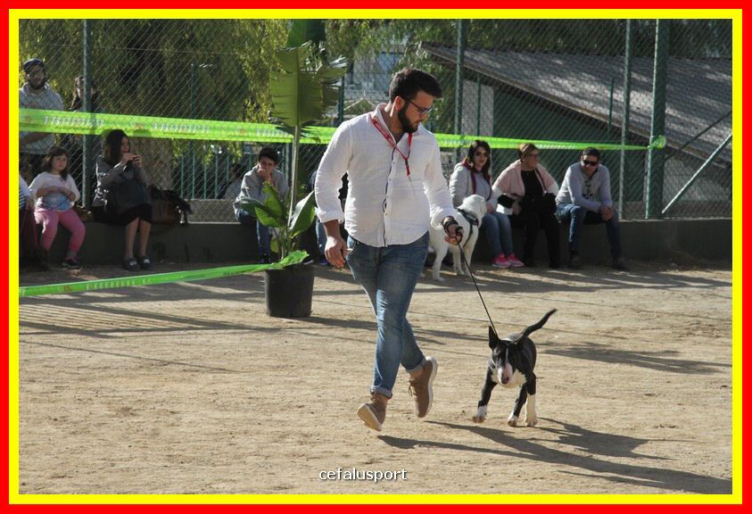 180311 mostra_canina 071.jpg
